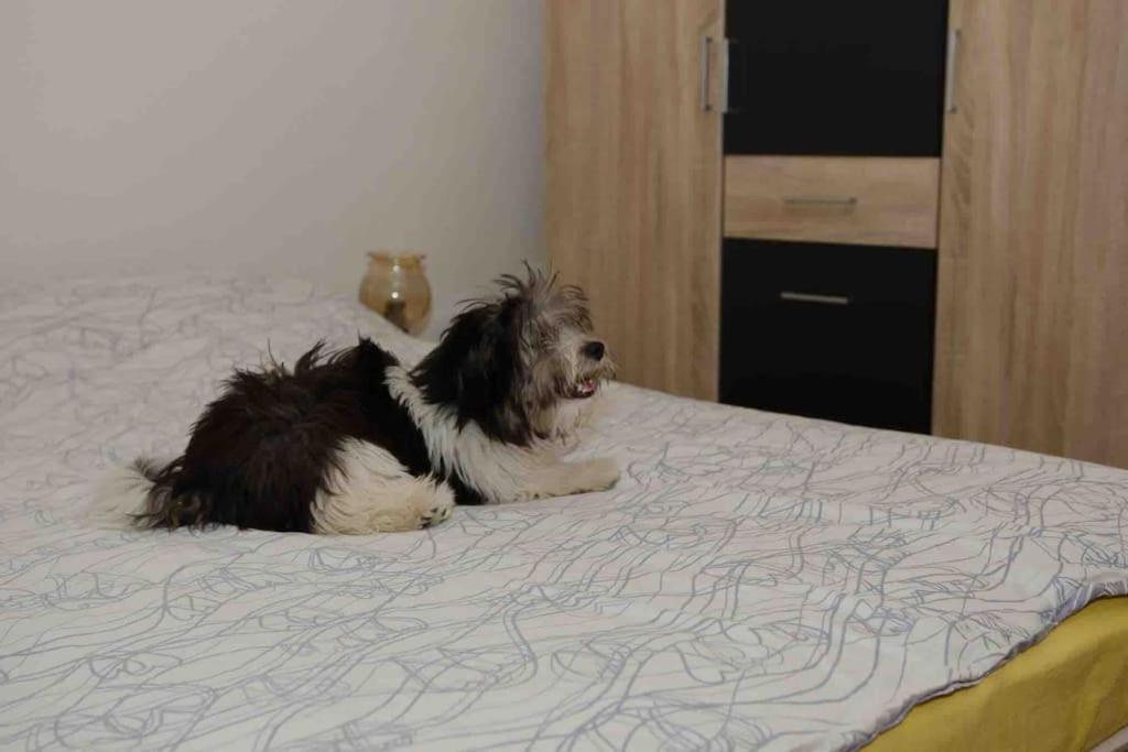 Lovely Vacation House In Old City With Parking *